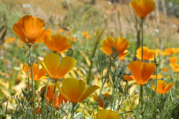 California Center for the Native Nations